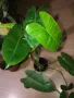 Philodendron Burle Marx , снимка 1