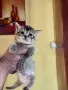 Британски късокосмести, снимка 12