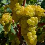 Продавам грозде Мускат Отонел, снимка 3