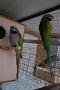 Папагали Китайски Александър/ двойка, снимка 3