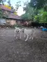 Мъжки алабай ..., снимка 2