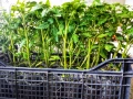 Готов разсад ранни домати краставици ягоди, снимка 4