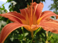 Хемерокалис , снимка 1 - Градински цветя и растения - 44764555