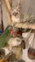 Шотлански котета, снимка 7