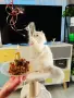 КОТЕНЦЕ УНИКАТ.МОМЧЕНЦЕ, снимка 9