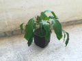 Спатифилиум, снимка 1