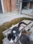Подаряват се две котета, заедно или по отделно, снимка 3