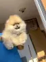 Померан померанче момче , снимка 1