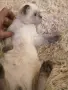 шотландско клепоухо момче , снимка 4