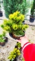 Pinus mugo Dezember gold(Клек Декемврийско злато), снимка 4