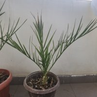 Финикова палма 2 размера, снимка 3 - Стайни растения - 38287992
