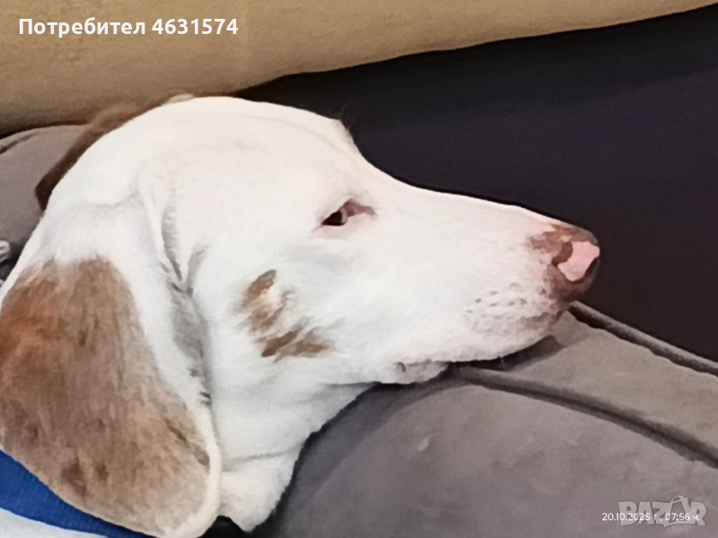 уникално петнисто далече на шес месечен с сичко обезпаразитен ваксиниран., снимка 1