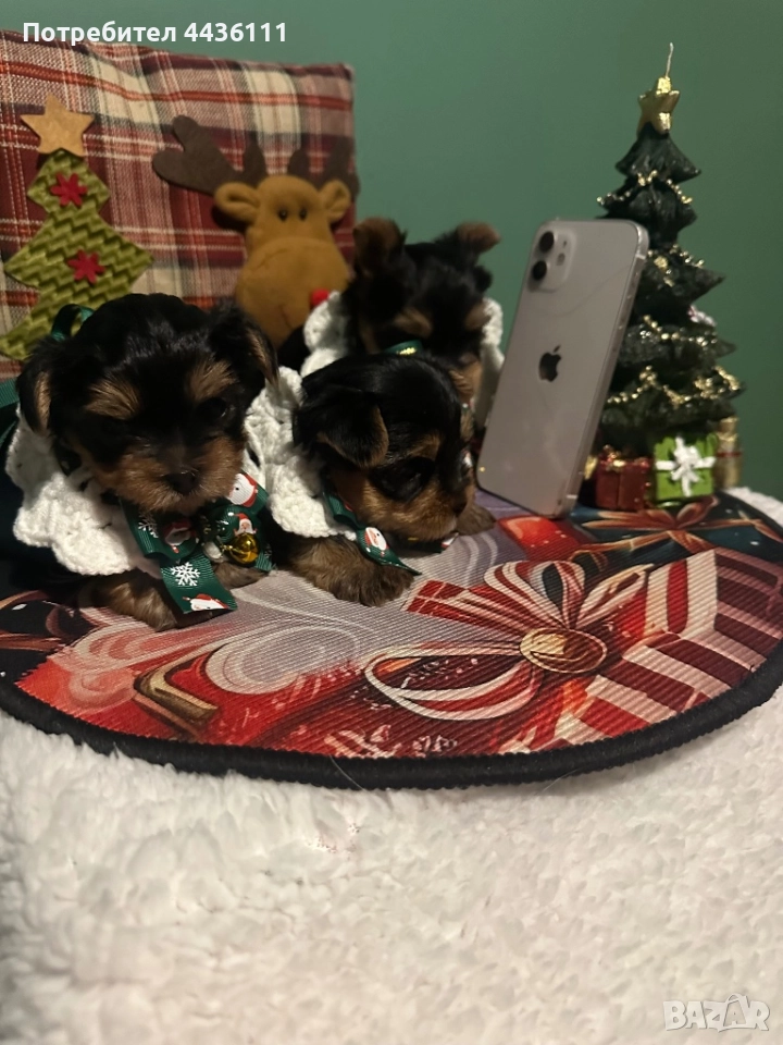 Три мъжки йоркита от родословни родители“, снимка 1