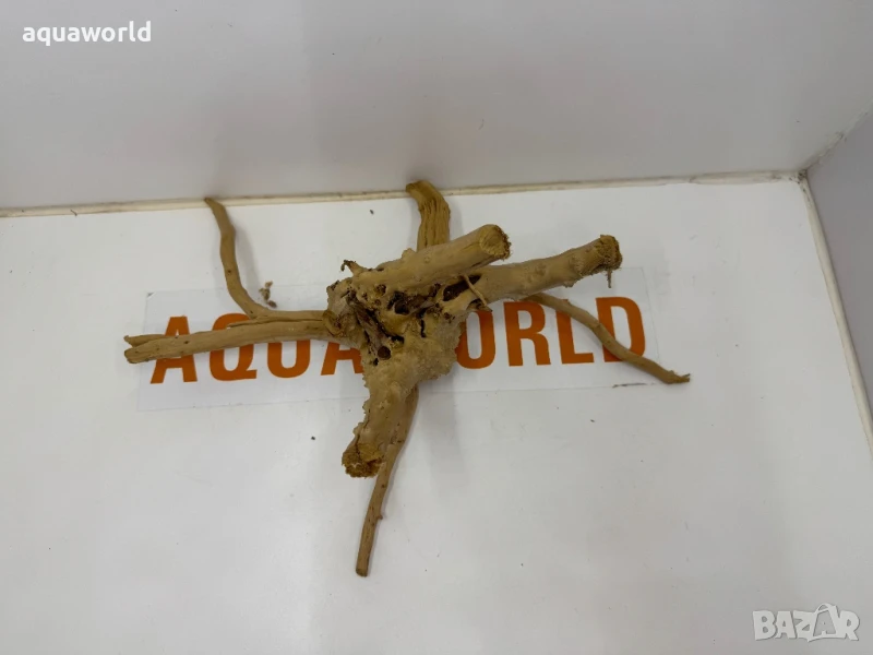 Корен Азалия 27, снимка 1