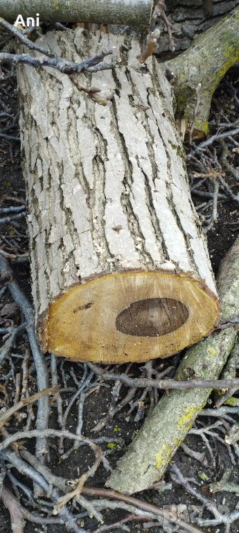  Суров дървен материал орех, снимка 1