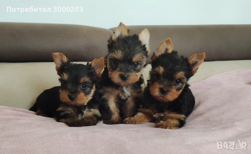 Йоркширски териер , снимка 1