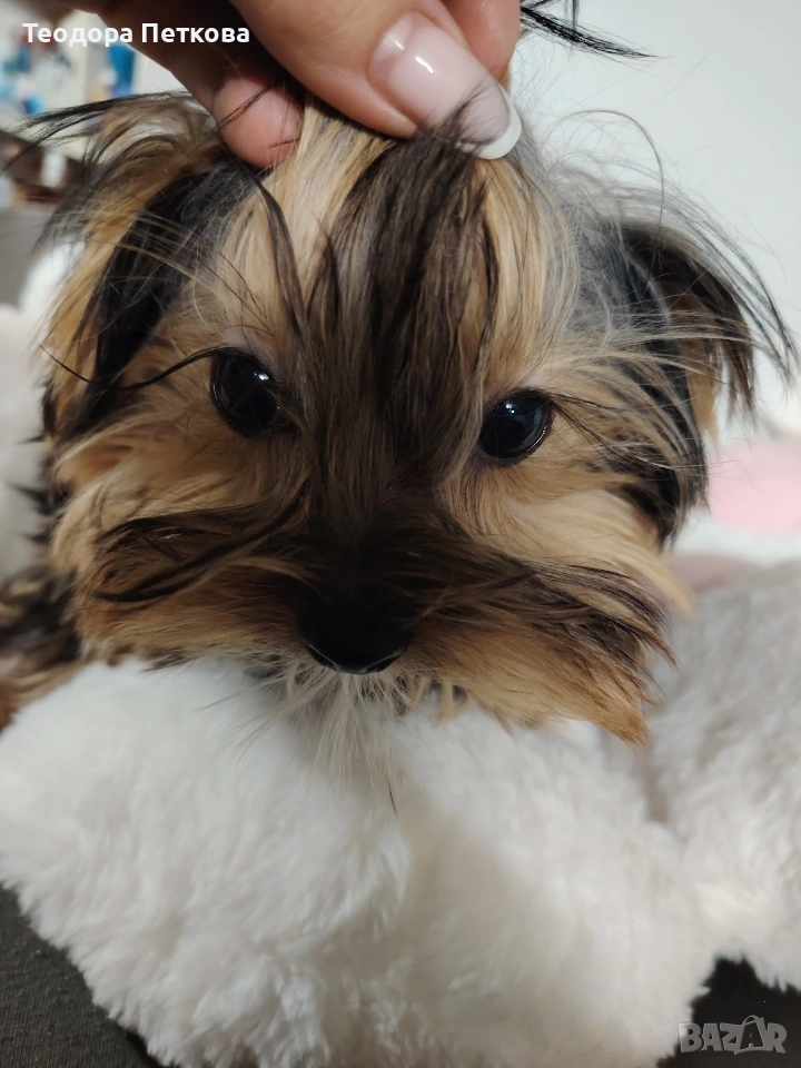 йоркширски териер , снимка 1