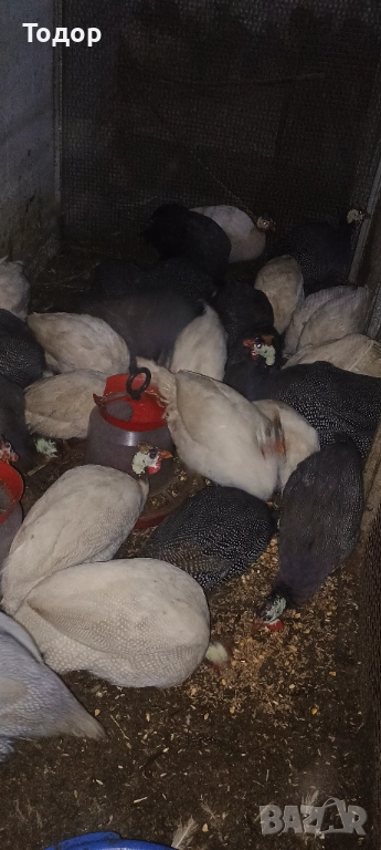 Токачки  и петлета орпингтон и виандот., снимка 1