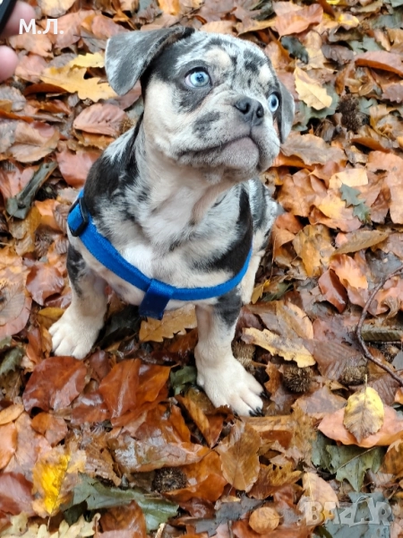 френски булдог , снимка 1