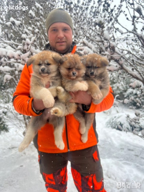 Акита Ину прекрасни кученца , снимка 1