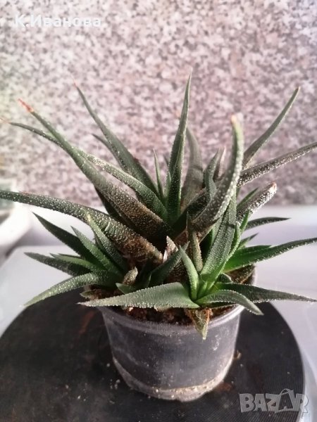 Цветя, сукуленти - Хавортия, Каланхое, Алое, Граптопеталум, снимка 1