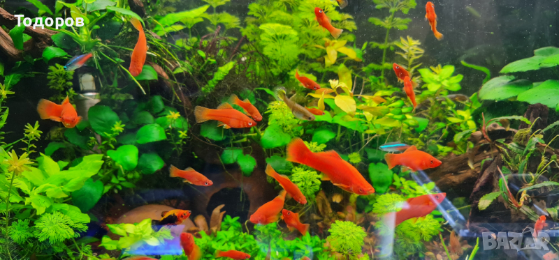 Аквариумни рибки и скариди , снимка 1