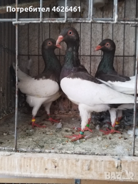 Датски летачи, снимка 1