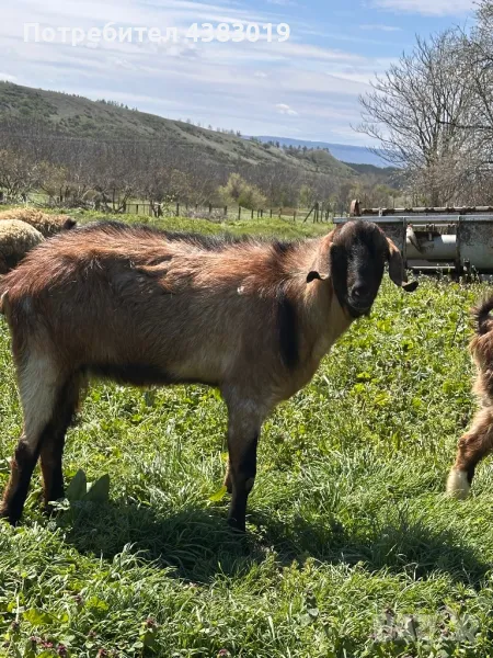 Англонобийски мъжки пръч, снимка 1