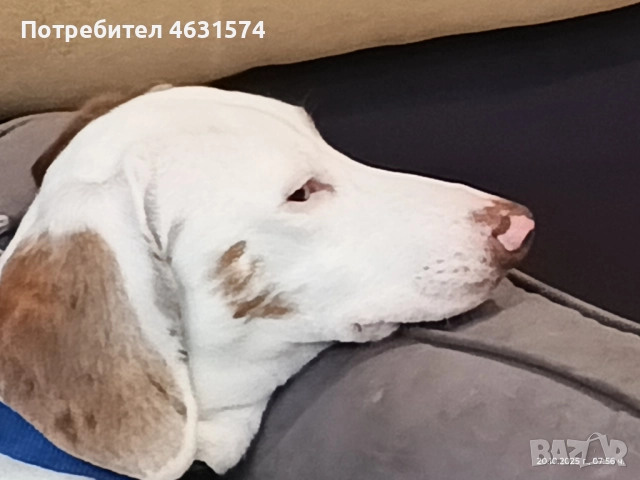 уникално петнисто далече на шес месечен с сичко обезпаразитен ваксиниран., снимка 1