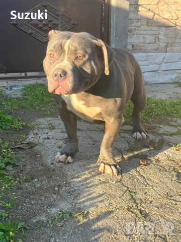 Женско американско були покет , снимка 7 - Питбул - 52776953