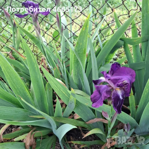 Ирис /Перуника 