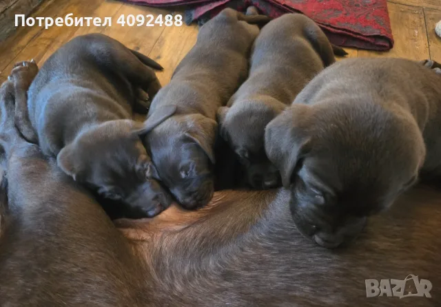 Продавам шоколадово бебе Лабрадор, снимка 5 - Лабрадор ретривър - 56086101