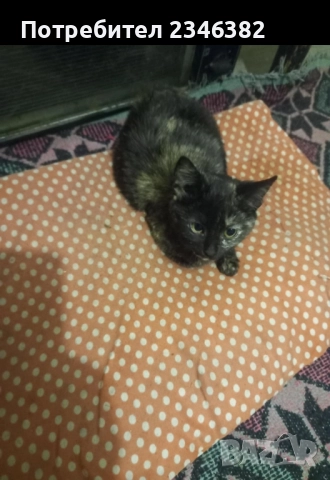 котенце се подарява, снимка 2 - Други - 52192581