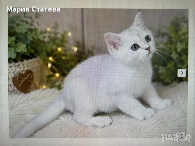 Британска късокосместа 