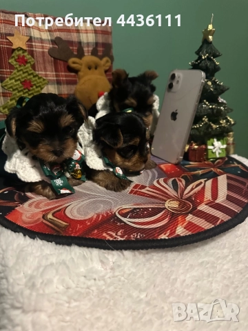 Три мъжки йоркита от родословни родители“