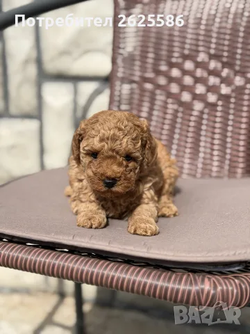 Той пудел toy poodle МОМЧЕ 