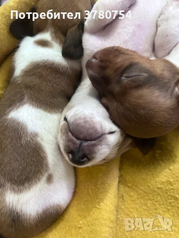 Дакел пиебалд piebald dachshund , снимка 3 - Дакели - 56338485