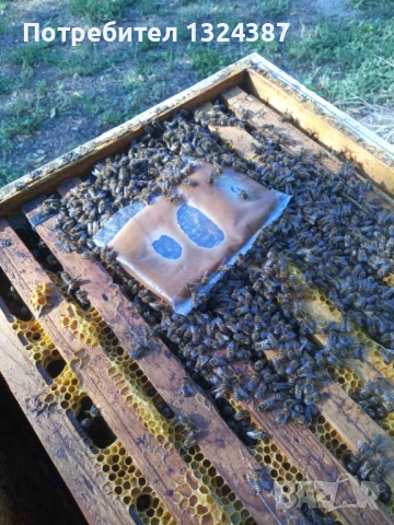 храна за пчели 'ПОЛИПРОТЕИН' 18% протеин!, снимка 5 - Други животни - 53937033