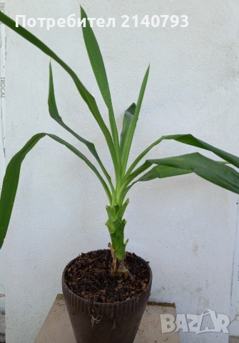 продава юка стайна палма , снимка 2 - Стайни растения - 49908011
