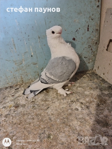 Мъжки Блонданети, снимка 2 - Гълъби - 52635463