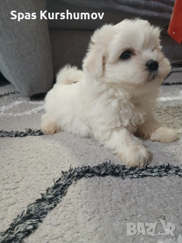 Продавам малтийска болонка