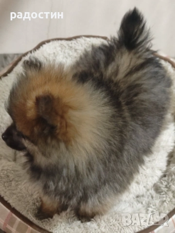 Померанчета мини