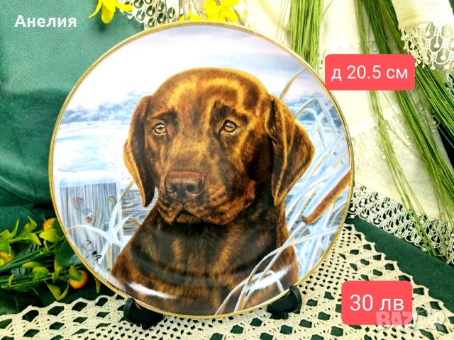 Чиния за стена Щоколадов Лабрадор 