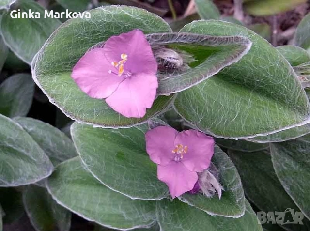 Мъхеста традисканция - 2,99лв.