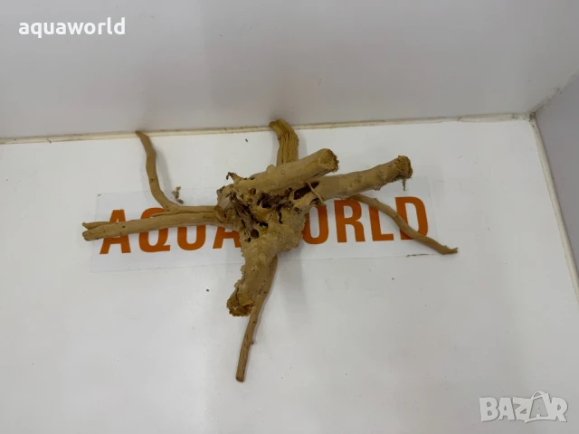 Корен Азалия 27