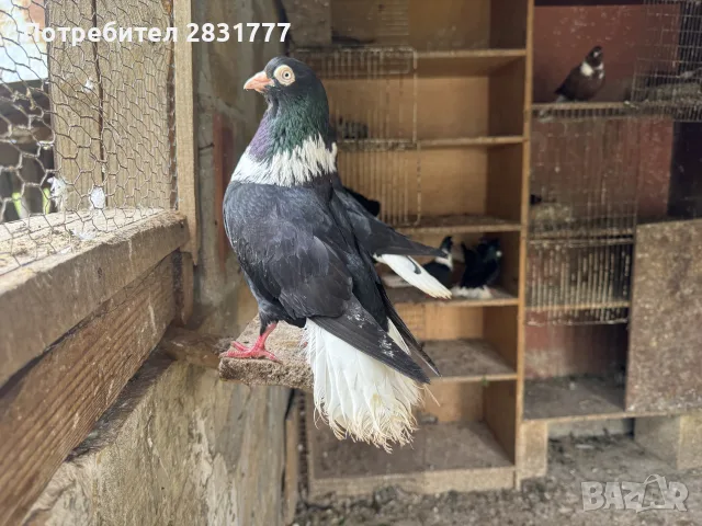 Търговищки гълъби, снимка 5 - Гълъби - 56526553
