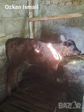 продавам крава и теле, снимка 5 - Крави - 55774613