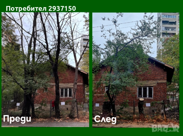 Рязане и кастрене на опасни дървета с автовишка, снимка 2 - Други услуги - 51828345