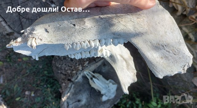 Голяма стара челюст със зъби от череп на животно, суха - 7