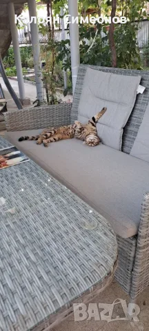Бенгалски котета, снимка 9 - Бенгалски - 54357737